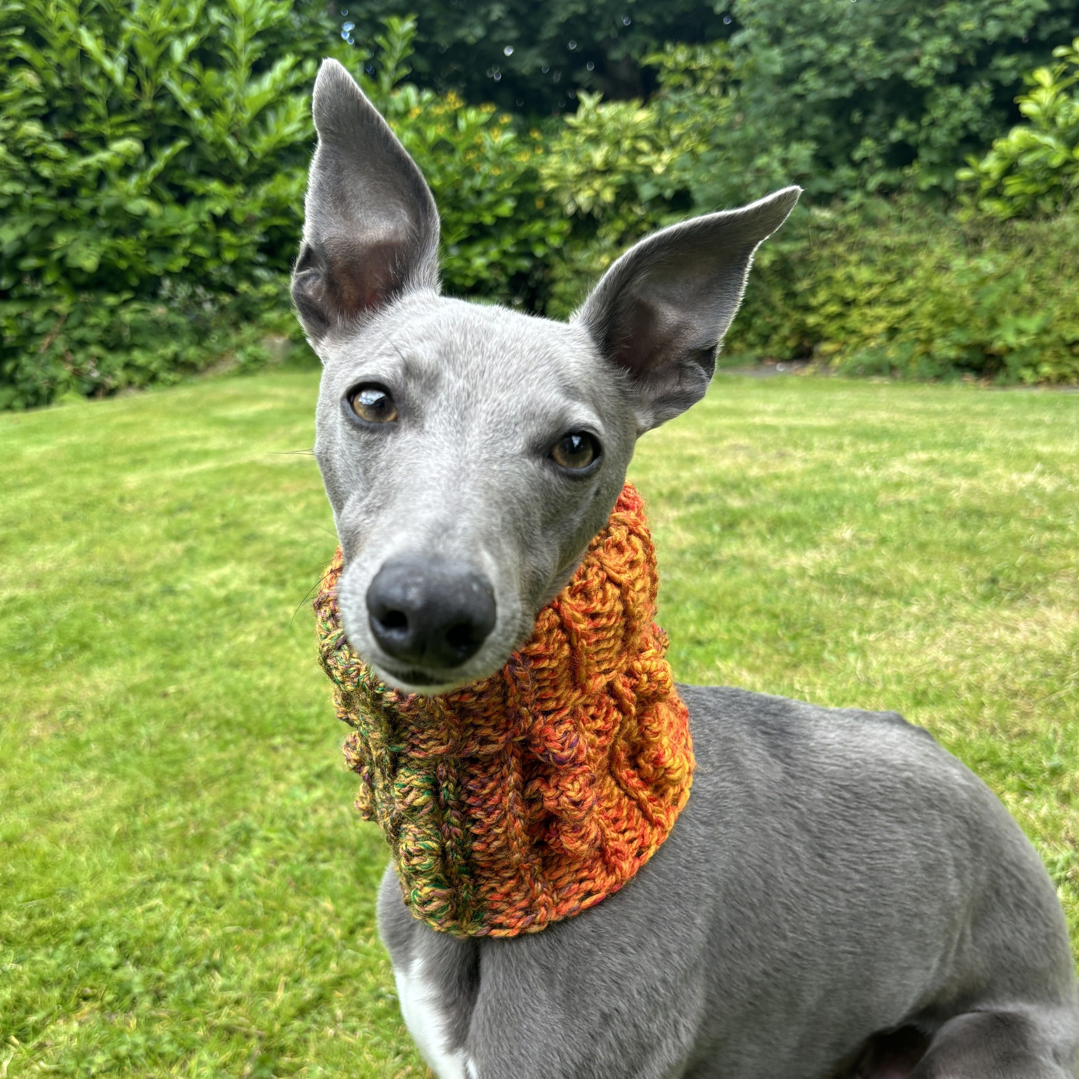 hobbii-anleitungen-doggy-bobble-schalkragen-s-m-l-hund image 1
