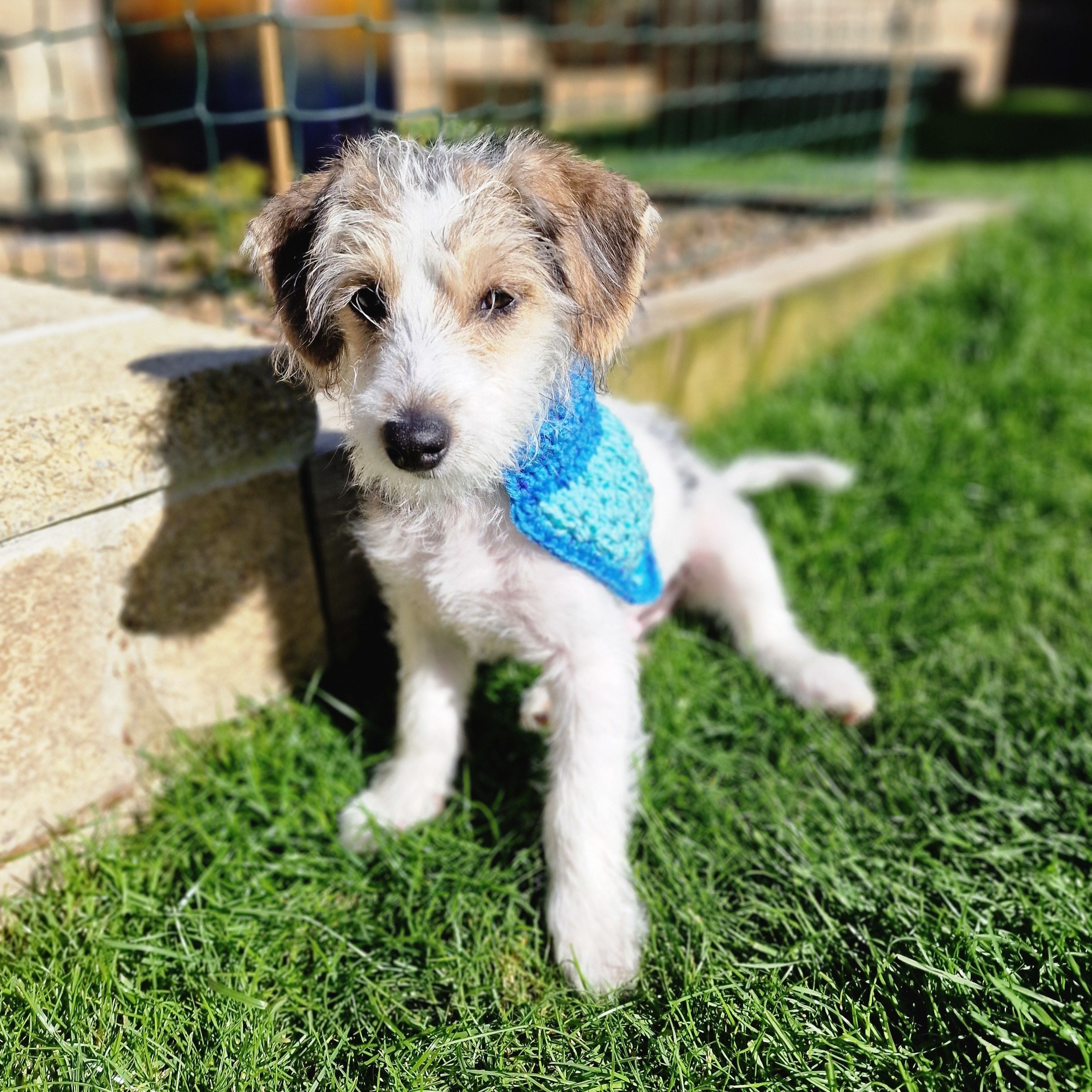 hobbii-alfie-bandana-h-kelanleitung-pdf-hund-blau-pink image 3